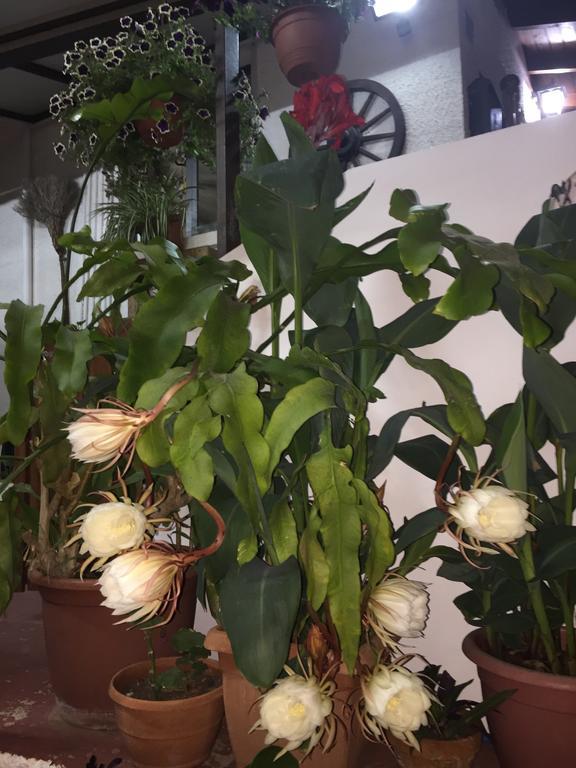 Estia Vasilis Manoli Apartment Ayia Napa Bagian luar foto